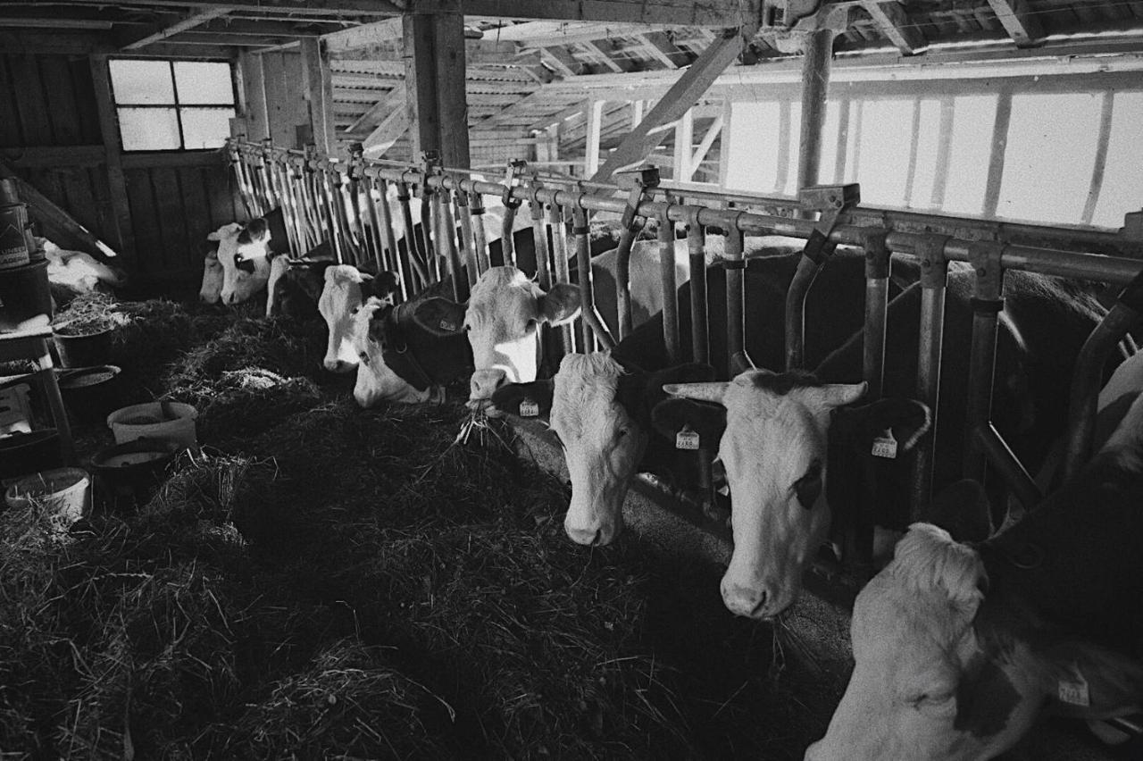 Bauernhof Schink Zell am Moos