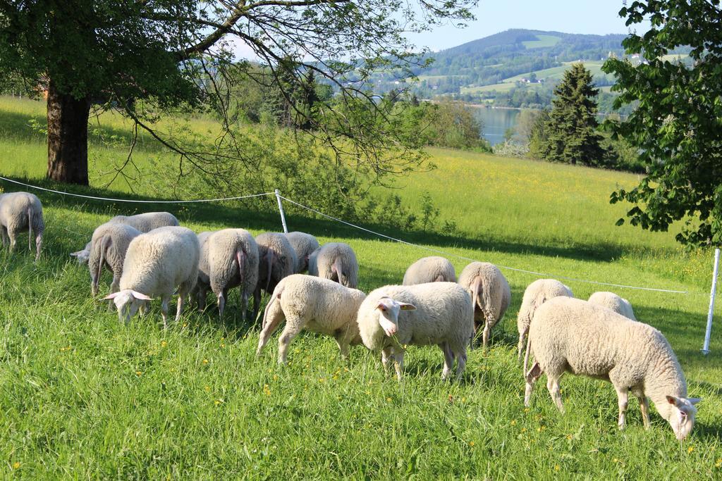 Bauernhof Schink Bauernhof Zell am Moos